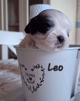 Cuccioli di Shitzu- Shih tsu