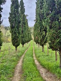 Terreno di 22000 m² a Casciana Terme Lari