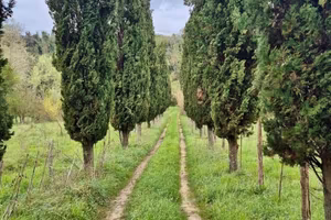 Terreno di 22000 m² a Casciana Terme Lari