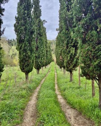 Terreno di 22000 m² a Casciana Terme Lari