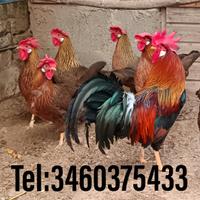 Galli Galline Livornesi collo oro