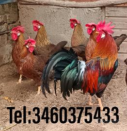 Galli Galline Livornesi collo oro