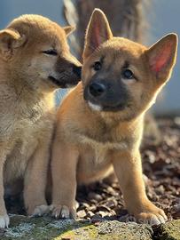 Cuccioli cuccioli cucciolo