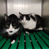 Gattini di circa 4/5 mesi già sterilizzati