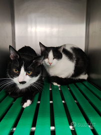 Gattini di circa 4/5 mesi già sterilizzati