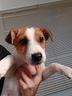 jack-russell-terrier