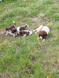 Cani da tartufo springer