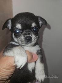 Chihuahua mini mini tricolore