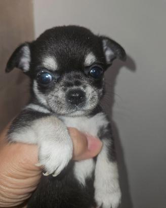 Chihuahua mini mini tricolore