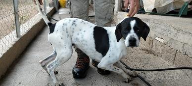 Pointer femmina da punta
