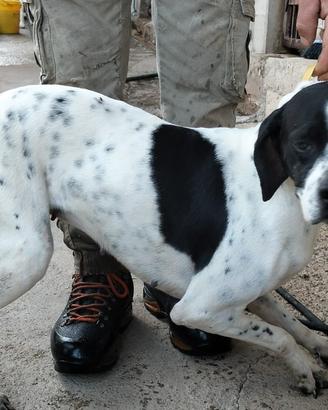 Pointer femmina da punta