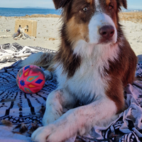 Pastore Australiano per monta