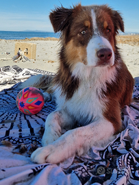 Pastore Australiano per monta