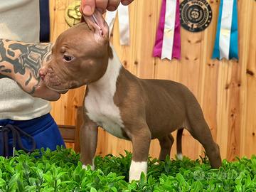American pitbull terrier