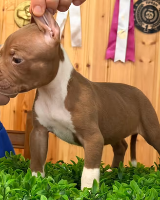 American pitbull terrier