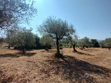 Terreno agricolo