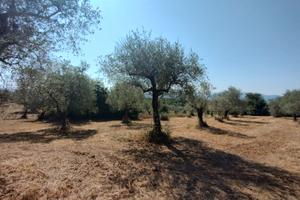 Terreno agricolo