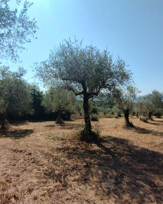 Terreno agricolo