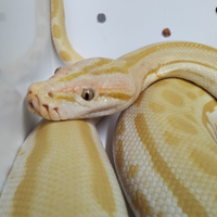 Pitone Moluro Bivittatus Femmina