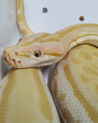 Pitone Moluro Bivittatus Femmina