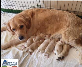 Cuccioli golden retriever