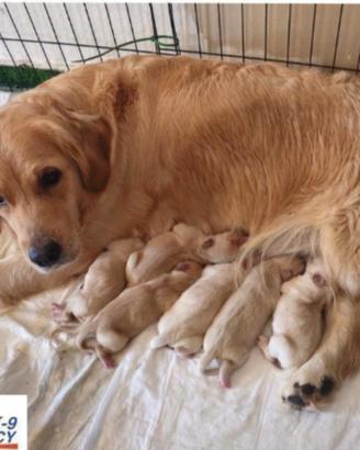 Cuccioli golden retriever