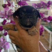 Bulldog francese