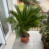 Pianta palma cycas