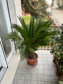 Pianta palma cycas