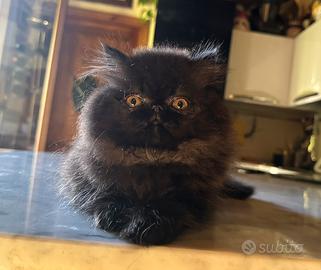 Persiana nera