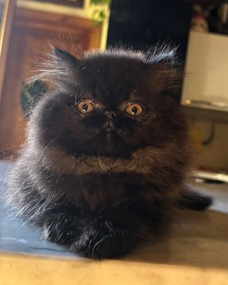 Persiana nera