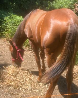 Cavallo