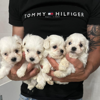 Maltesi maschietti e femminuccia