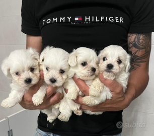 Maltesi maschietti e femminuccia