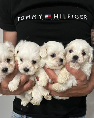 Maltesi maschietti e femminuccia