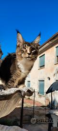 Gatti maine coon