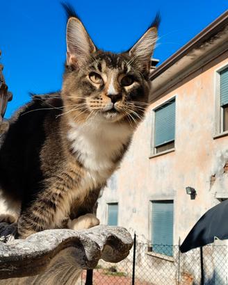 Gatti maine coon