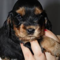 Cocker spaniel inglese