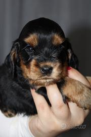 Cocker spaniel inglese
