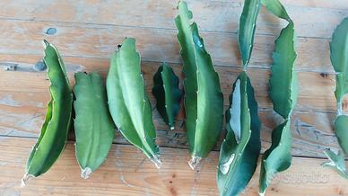 Pitaya