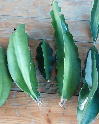 Pitaya