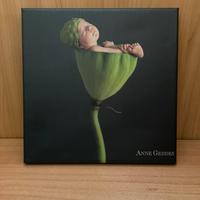 Quadretto Anne Geddes – Neonato nel fiore verde