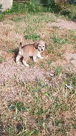 Cuccioli taglia media