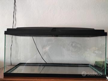 acquario