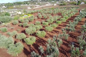 Terreno edificabile Valle d'Itria