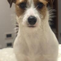 Jack Russell adulto pedigree pelo liscio