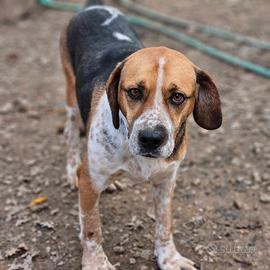 Beagle in adozione