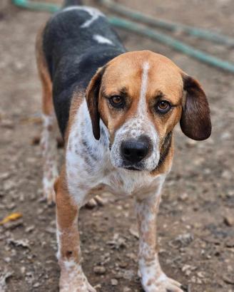 Beagle in adozione