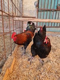 Galline ornamentali