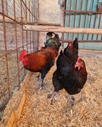 Galline ornamentali